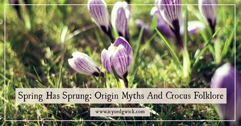 Spring Has Sprung: Origin Myths And Crocus Folklore.